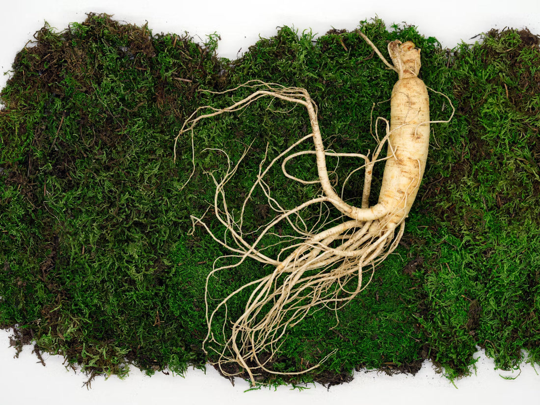 Parlons peu, parlons bien : Le Ginseng