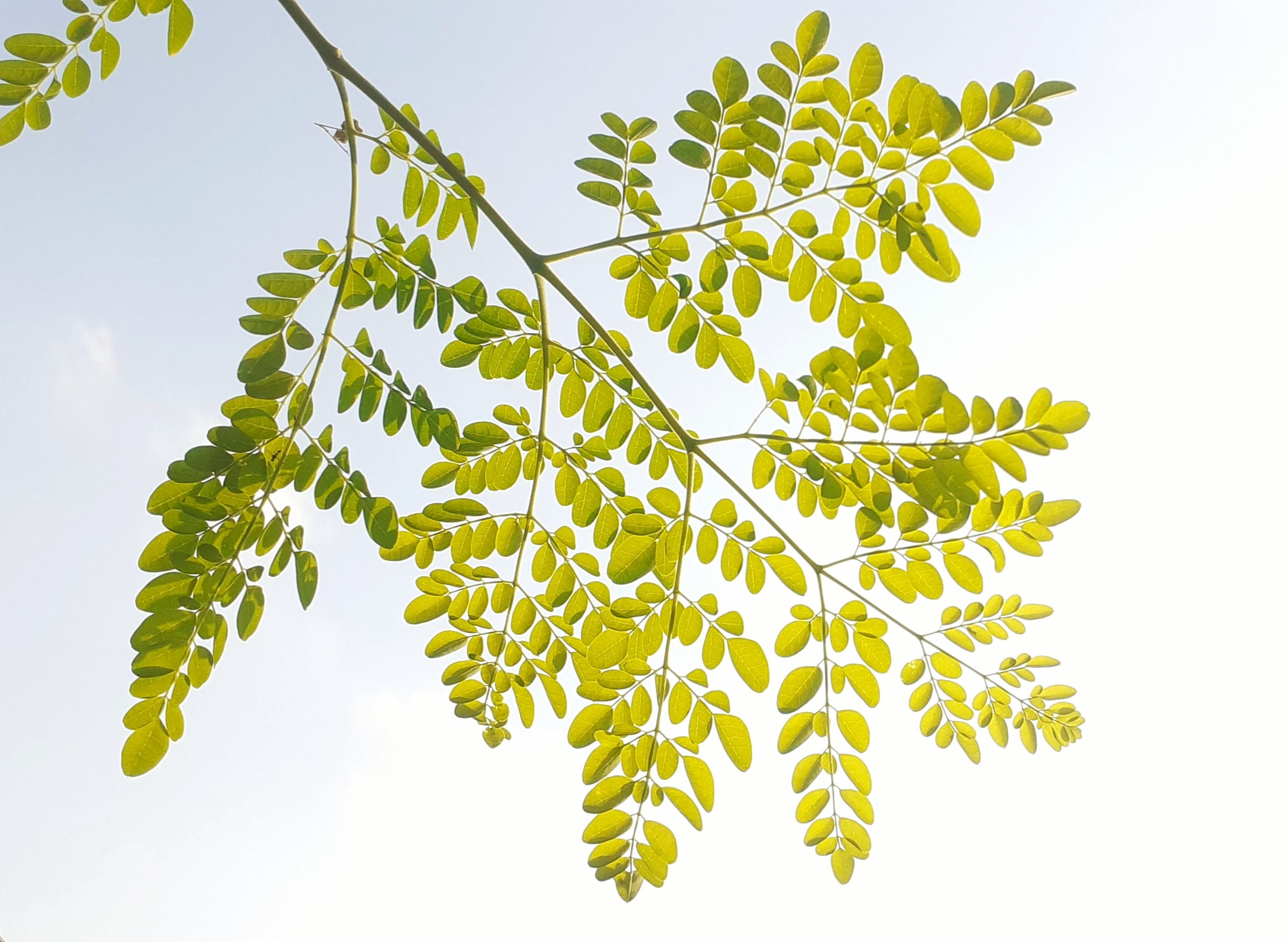 huile_moringa_pollution-antioxydant-peptides-vitamine-c-e